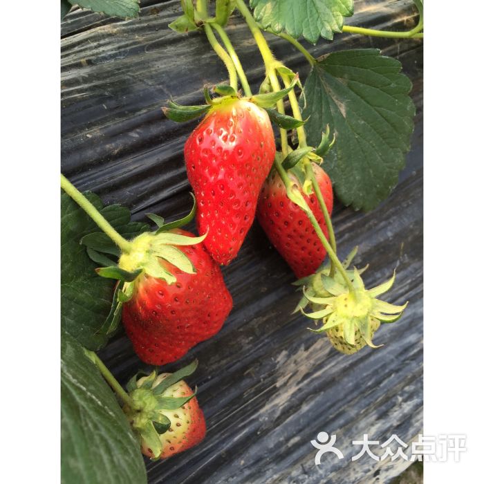 宝山凤冠奶油草莓基地图片 - 第1张