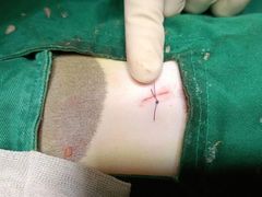 -艾贝尔宠物诊疗