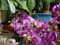 -何兮花店·气球派对鲜花店(马桥银春路万科城店)