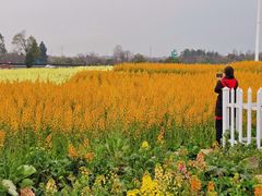 -三圣花乡旅游区