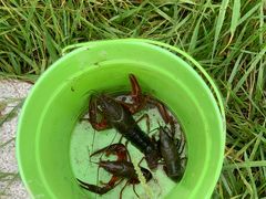 -南汇新场正宗水蜜桃采摘