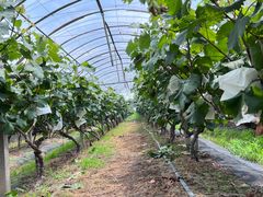 -马陆小张葡萄园农家乐