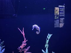 -上海海洋水族馆