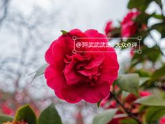 -棠湖公园