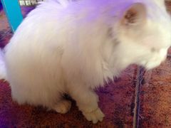 -Sirena海妖日咖夜酒