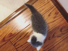 -三兄弟高炉烧饼