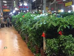 -大自然花鸟鱼虫市场