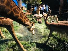 -国家自然博物馆