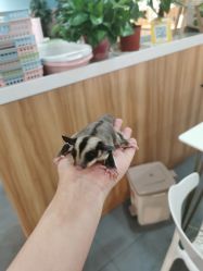 -Moni星球萌宠·小马宝莉·灵蛇·高端高阶全萌宠互动体验俱乐部(红豆国际广场店)
