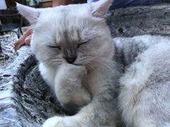 -喵屿·大理花园猫咖