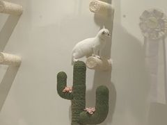 -爱宠屋pet shop·宠物洗澡·宠物美容