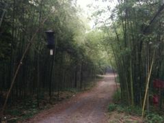 -铁山坪森林公园