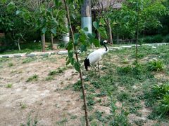 -石家庄市动物园