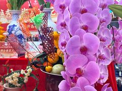 -越秀西湖花市(广州城市广场花卉店)