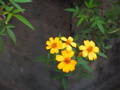 -广州神农草堂中医药博物馆