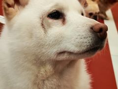 -和它·交个朋友·狗咖猫咖(爱琴海店)