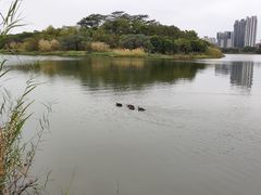 -飞来湖湿地公园