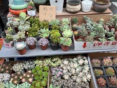 -苏州艺都古玩花鸟市场