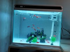 -宝鸡东道花鸟鱼虫市场(吉利花园商场店)