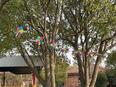 -上海海湾国家森林公园