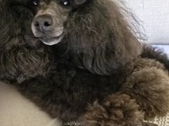 -瑞派·爱瑞可动物医院·口腔专科(广华新城分院)