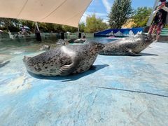 -北戴河圣蓝海洋公园