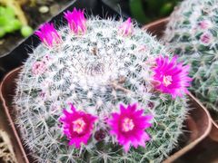 -三旗百汇商品城