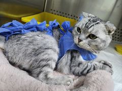 -美联众合动物医院·24h转诊中心