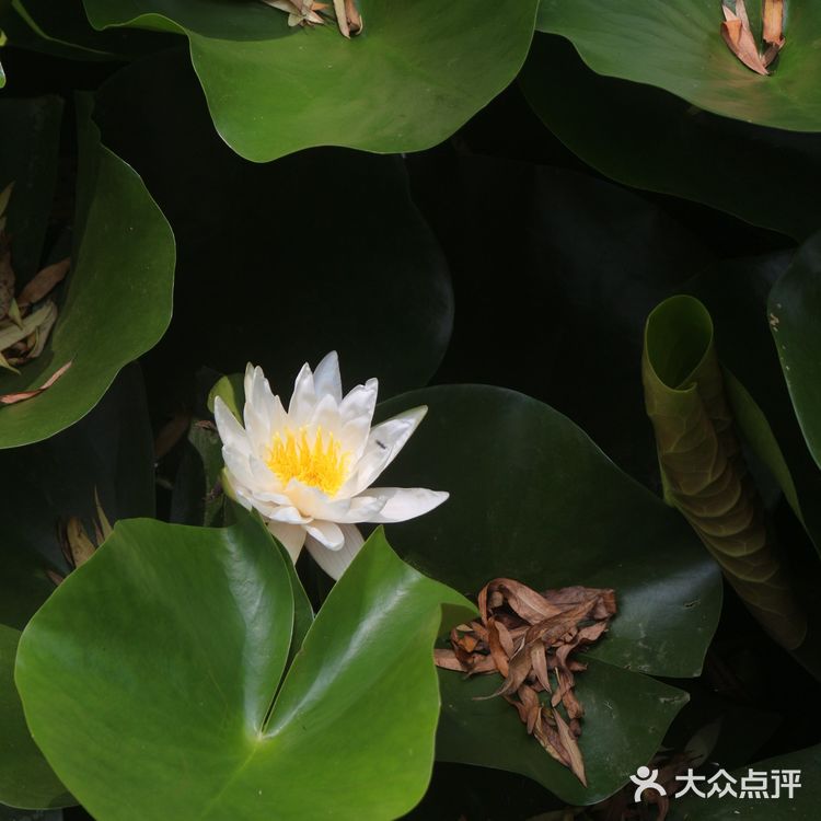 无需滤镜☑️陶然亭公园的荷花就是这么美！给我冲
