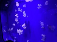 -暹罗海洋世界