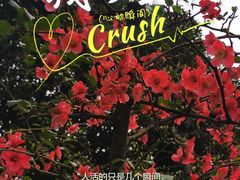 -南山植物园