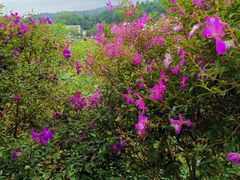 -红山村
