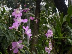 -深圳仙湖植物园