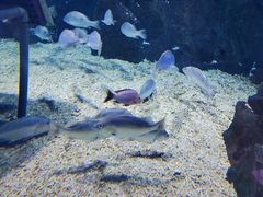 -烟台海昌鲸鲨海洋公园