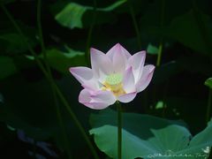 -荔湾湖公园