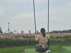 -荷兰花海