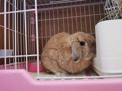 -芭比堂爱心动物医院·心脏科·犬猫内科(越城可乐分院)