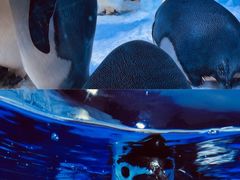 -海合安成都极地海洋公园