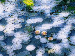 -西溪国家湿地公园