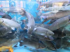 -淘米捞·米汤脆鲩鱼火锅(福田皇岗店)
