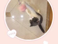 -Catmate·猫肥家润(金润铂宫店)