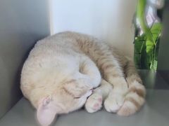 -藏猫猫咖啡主题馆(中央大道店)