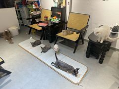 -琪喵猫屋·撸猫猫咖·猫舍