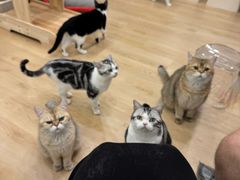 -有喵·猫咖·狗咖·30几只猫10只小狗(岗厦店)