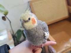 -吉丁鸟咖·异宠·寄养