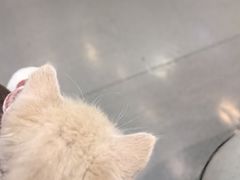 -半岛宠物医院24小时(科华中路店)