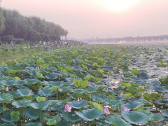 -丁香湖公园