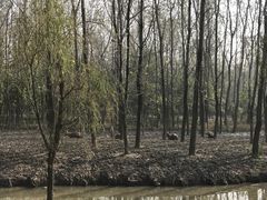 -溱湖国家湿地公园