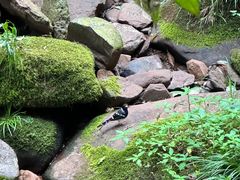 -碧峰峡风景区