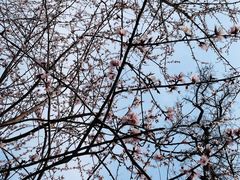 -桃花堤公园